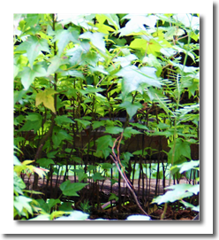 Miniature Forest by dapac